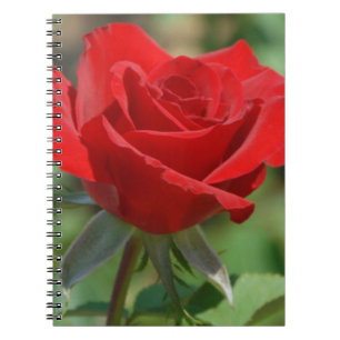 USA, Kansas, Red Rose Notebook