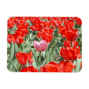 USA, Kansas, Red Tulips With One Pink Tulip Magnet