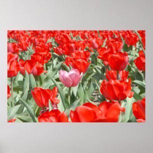 USA, Kansas, Red Tulips With One Pink Tulip Poster
