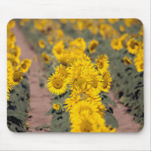USA, Kansas. Sunflowers (Helianthus Annuus) Mouse Mat