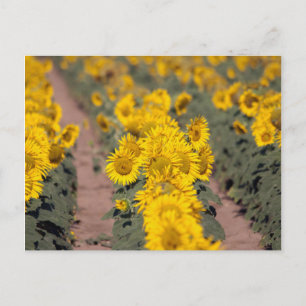 USA, Kansas. Sunflowers (Helianthus Annuus) Postcard