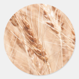 USA, Kansas, Wheat At Harvest Time Classic Round Sticker