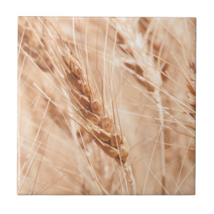 USA, Kansas, Wheat At Harvest Time Tile