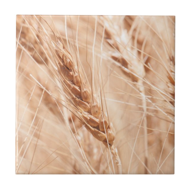 USA, Kansas, Wheat At Harvest Time Tile (Front)