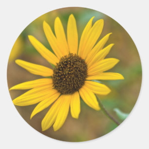 USA, Kansas. Wild Sunflower Classic Round Sticker