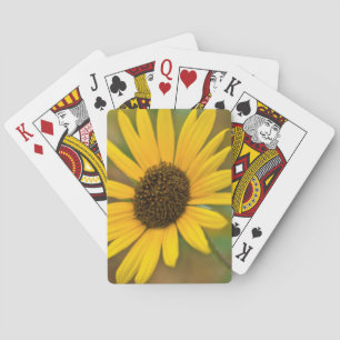 USA, Kansas. Wild Sunflower Playing Cards