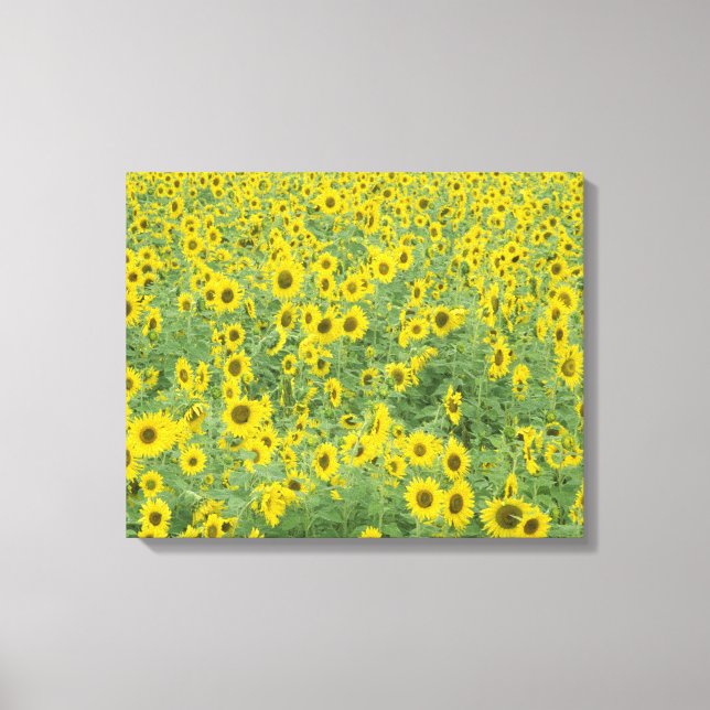 USA, Kentucky, Fayette County Pattern in field Canvas Print (Front)