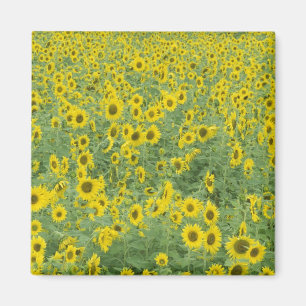 USA, Kentucky, Fayette County Pattern in field Magnet