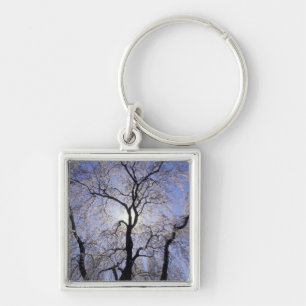 USA, Kentucky, Lexington. Backlit tree and Key Ring