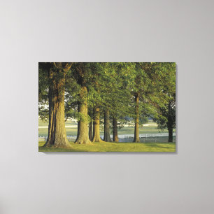 USA, Kentucky, Lexington. Row of trees and Canvas Print