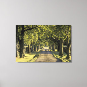 USA, Kentucky, Lexington. Tree-lined driveway, Canvas Print