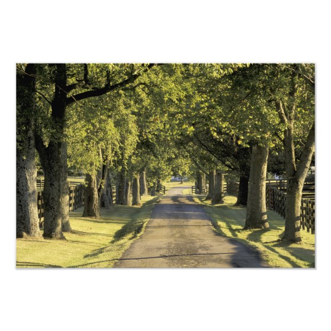USA, Kentucky, Lexington. Tree-lined driveway, Photo Print (Front)
