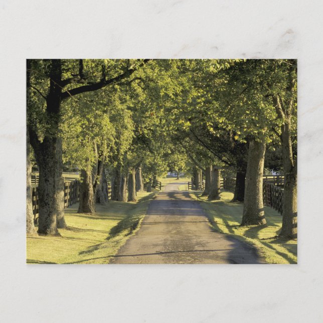 USA, Kentucky, Lexington. Tree-lined driveway, Postcard (Front)