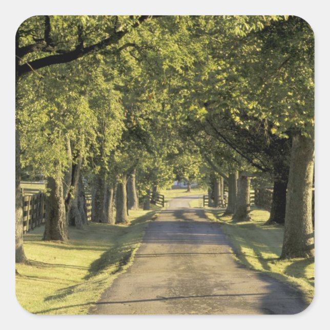 USA, Kentucky, Lexington. Tree-lined driveway, Square Sticker (Front)