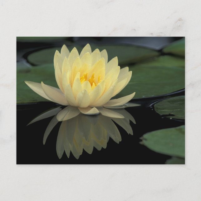 USA, Kentucky, Louisville Domestic water lily, Postcard (Front)