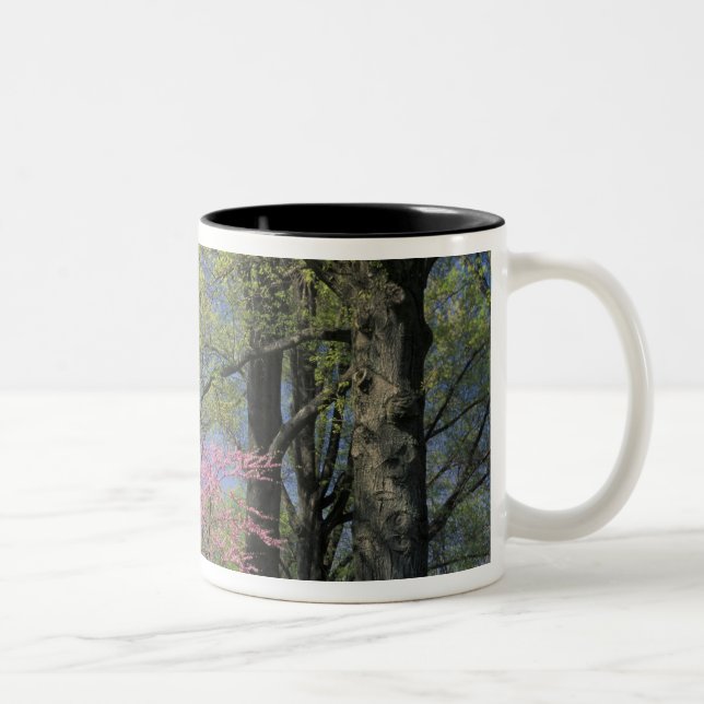 USA, Kentucky, Louisville. Eastern Redbud Two-Tone Coffee Mug (Right)