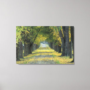 USA, Kentucky, Louisville. Tree-lined road in Canvas Print