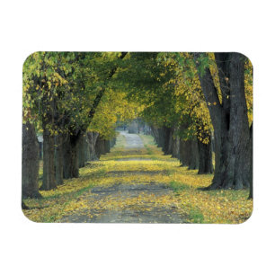 USA, Kentucky, Louisville. Tree-lined road in Magnet