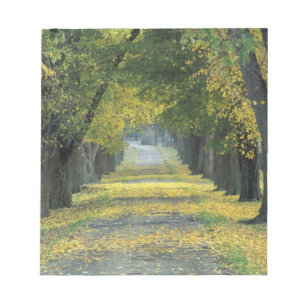 USA, Kentucky, Louisville. Tree-lined road in Notepad