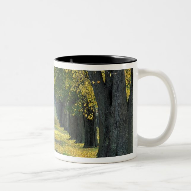 USA, Kentucky, Louisville. Tree-lined road in Two-Tone Coffee Mug (Right)