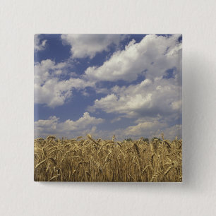 USA, Kentucky, Louisville. Wheat crop and 15 Cm Square Badge