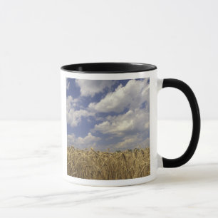 USA, Kentucky, Louisville. Wheat crop and Mug