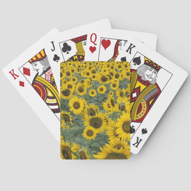 USA, Kentucky Pattern in field of cultivated Playing Cards (Back)