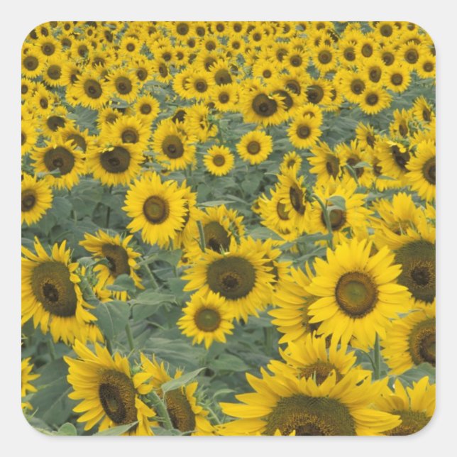 USA, Kentucky Pattern in field of cultivated Square Sticker (Front)