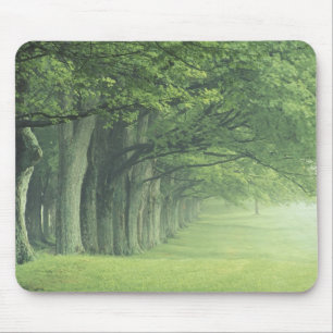 USA, Kentucky. Row of trees in spring Mouse Mat