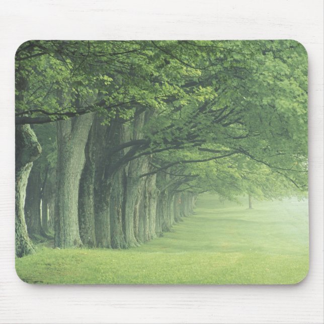 USA, Kentucky. Row of trees in spring Mouse Mat (Front)