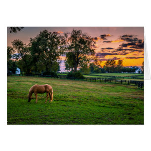 USA, Lexington, Kentucky. Lone horse at sunset