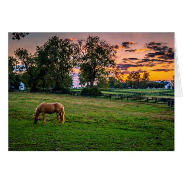 USA, Lexington, Kentucky. Lone horse at sunset (Front Horizontal)