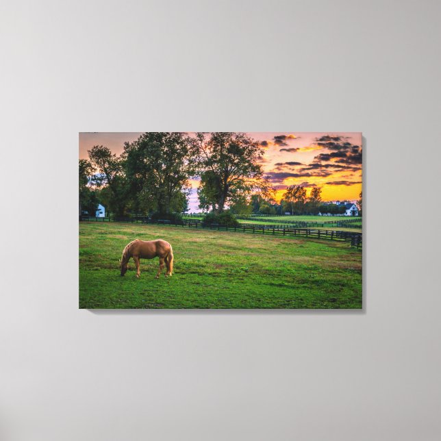 USA, Lexington, Kentucky. Lone horse at sunset Canvas Print (Front)