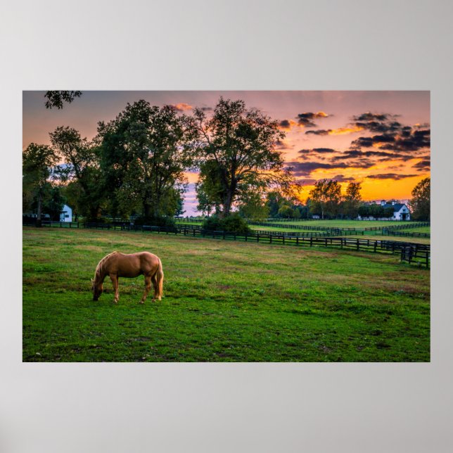 USA, Lexington, Kentucky. Lone horse at sunset Poster (Front)