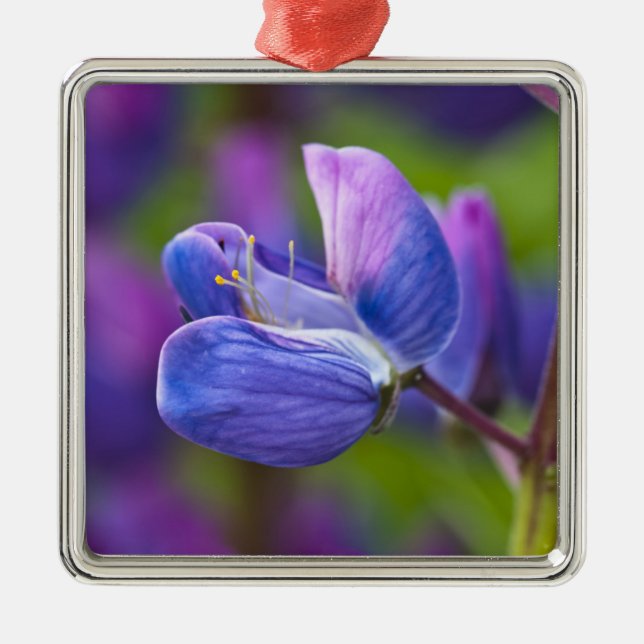 USA, Maine, Acadia National Park. Close-up of Metal Tree Decoration (Front)