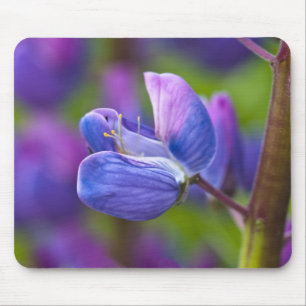 USA, Maine, Acadia National Park. Close-up of Mouse Mat