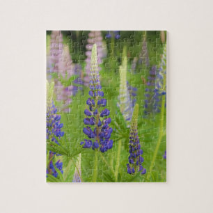 USA, Maine, Acadia National Park. Field of Jigsaw Puzzle