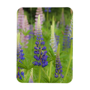 USA, Maine, Acadia National Park. Field of Magnet