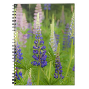 USA, Maine, Acadia National Park. Field of Notebook