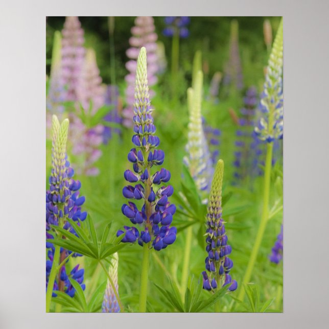 USA, Maine, Acadia National Park. Field of Poster (Front)