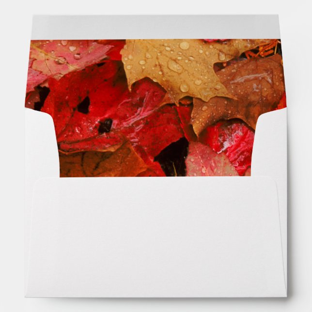 USA, Maine. Autumn maple leaves Envelopes (Back (Bottom))