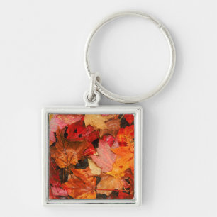 USA, Maine. Autumn maple leaves Key Ring