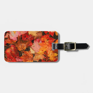 USA, Maine. Autumn maple leaves Luggage Tag