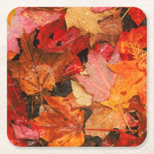 USA, Maine. Autumn maple leaves Square Paper Coaster