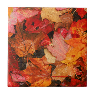 USA, Maine. Autumn maple leaves Tile