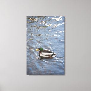 USA, Maine, Camden, Mallard Duck on lake Canvas Print
