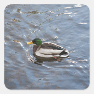 USA, Maine, Camden, Mallard Duck on lake Square Sticker