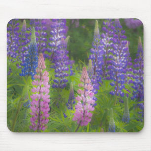 USA, Maine, Southwest Harbour. Blooming lupine Mouse Mat