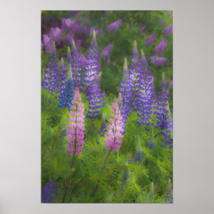 USA, Maine, Southwest Harbour. Blooming lupine Poster