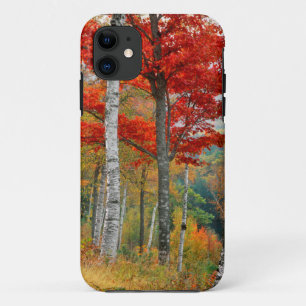 USA, Maine, Wyman Lake. Forest Of Birch iPhone 11 Case